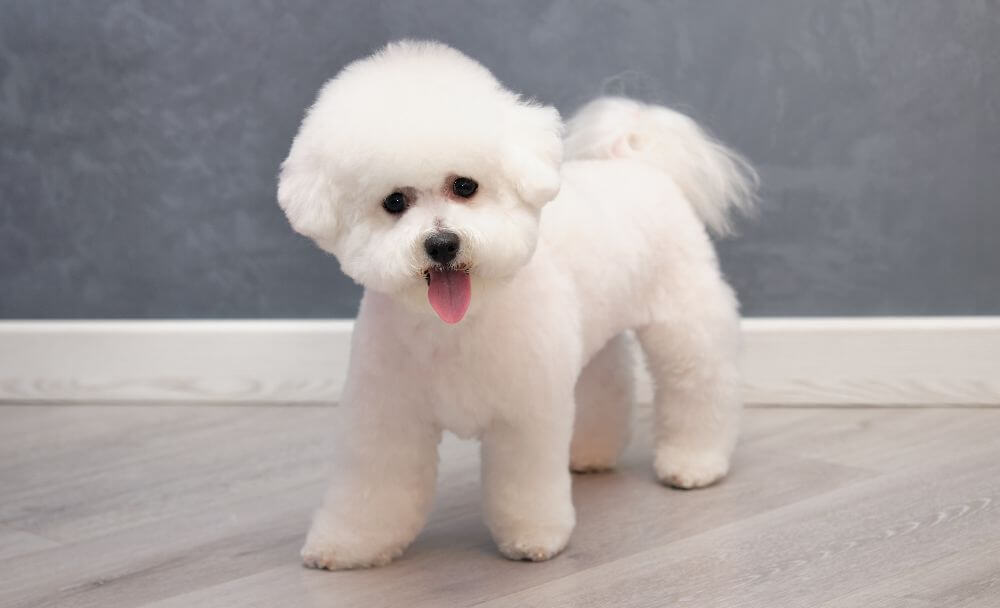 bichon frise