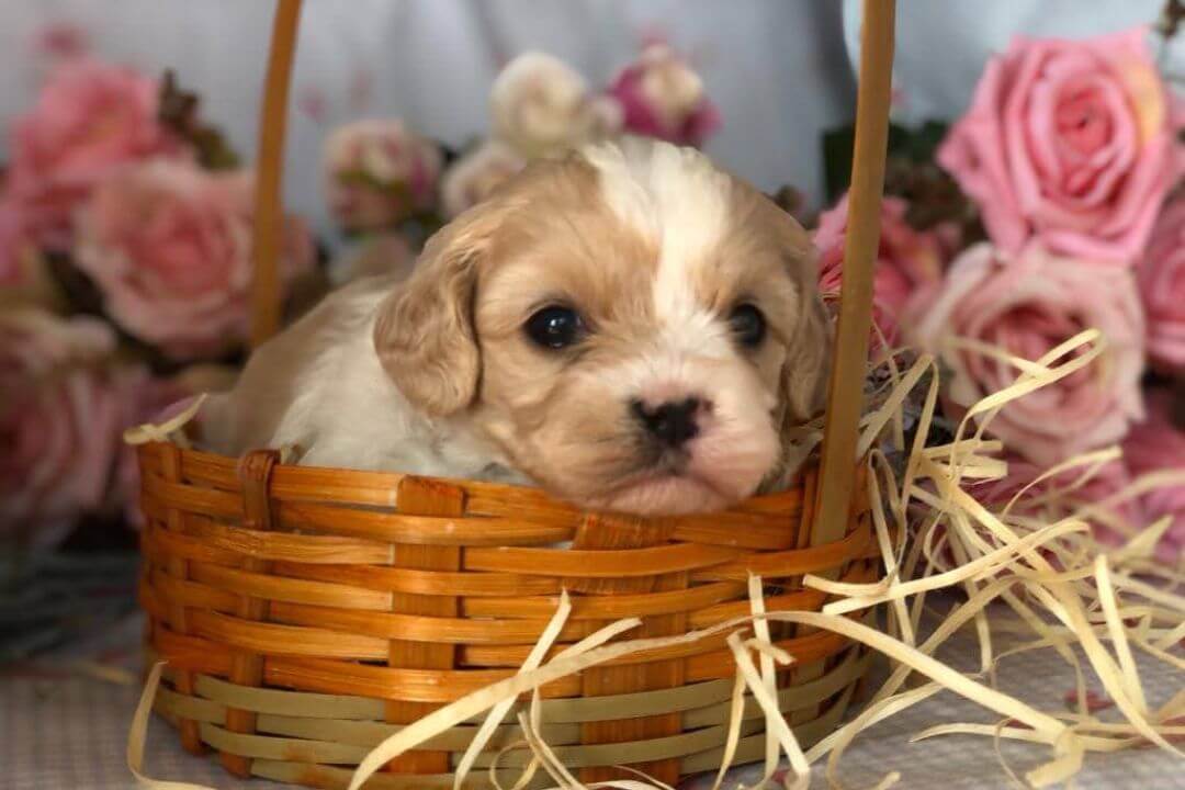 cavachon brasil canil pioneiro na criação da raça cavachon