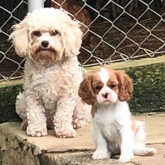 cavachon ou cavalier