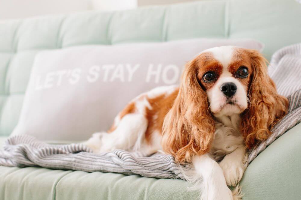 lilies cavalier king charles spaniel