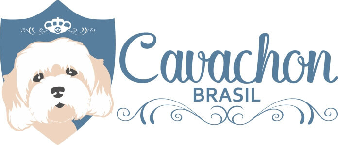 Cavachon Brasil