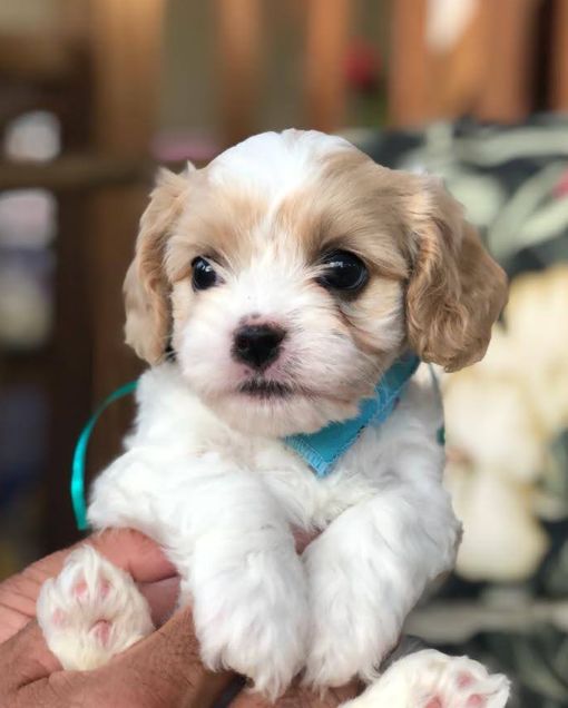 temperamento dos cavachons