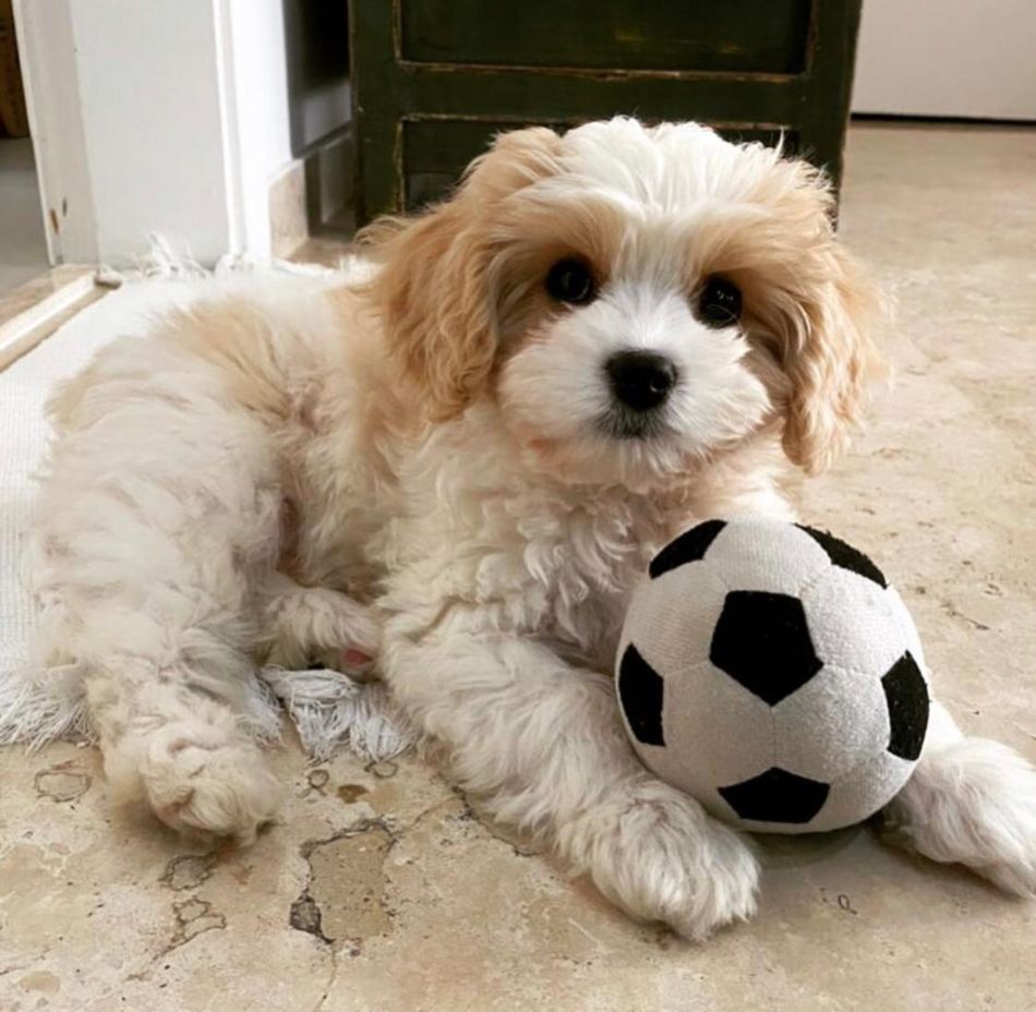 cavachon caes que parecem bichos de pelúcia